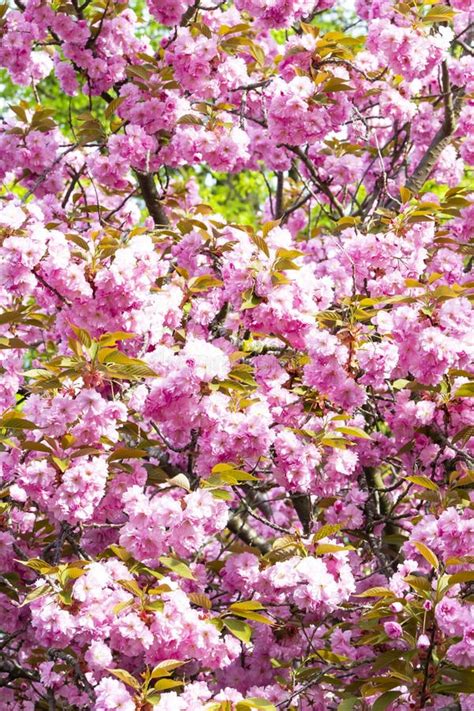 Blooming Pink Japanese Cherry Or Sakura Flowers In Europe Stock Image
