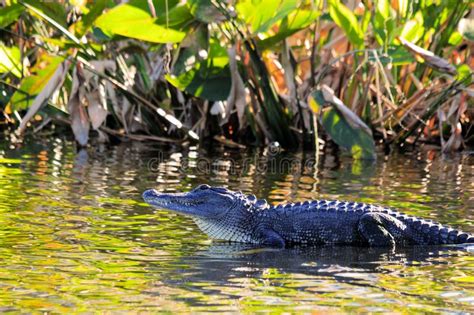 Alligator In Wetland Stock Photo Image Of Sharp Prey 19813178