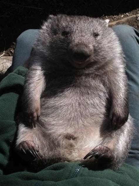 The Most Satisfied Wombat Cute Wombat Cute Animals Wombat
