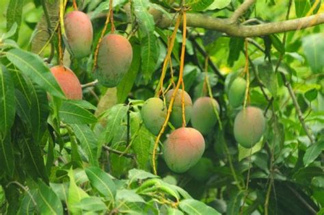 How To Grow A Mango Tree Step By Step Directions To Grow