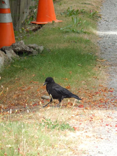 Crow Mapping Arbor Heights Crows Of Arroyos