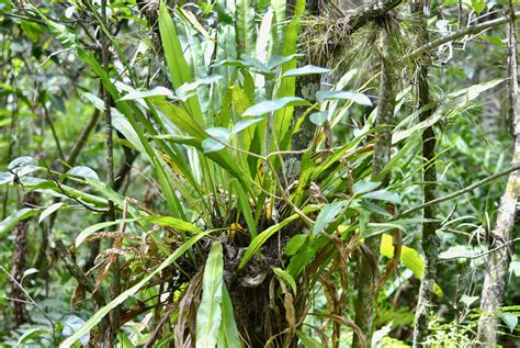 Long Strap Fern