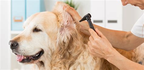 Haematoma On Dogs Ear Heres What To Do The Vets