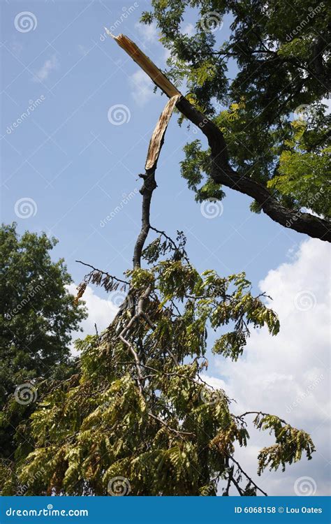 Broken Tree Trunk Stock Photography 128778320