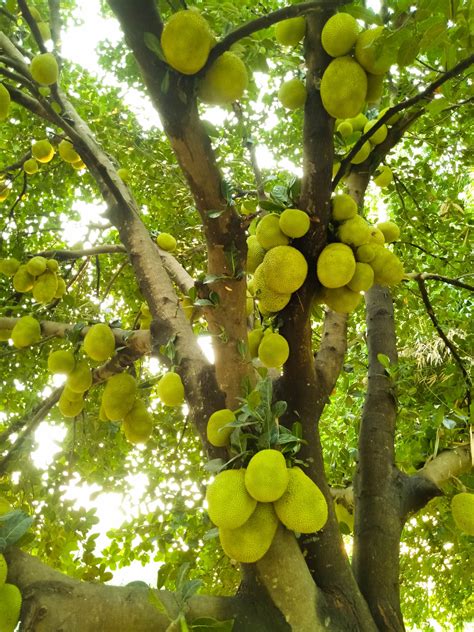 Jackfruit Tree Image Free Download