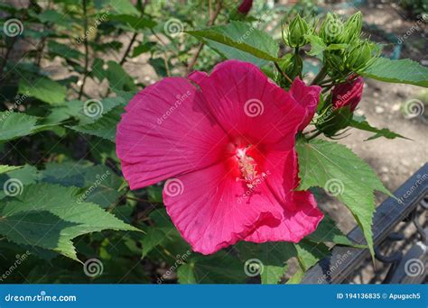 Bunch Of Buds And Crimson Flower Of Hibiscus Moscheutos In July Stock