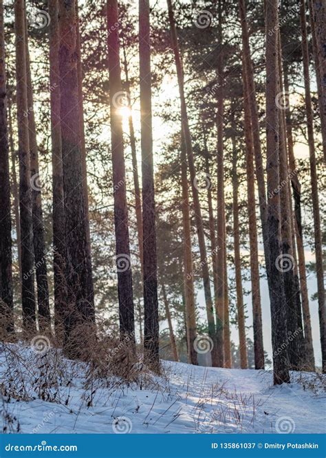 Sun Through The Pines In Winter Forest Stock Image Image Of Scene