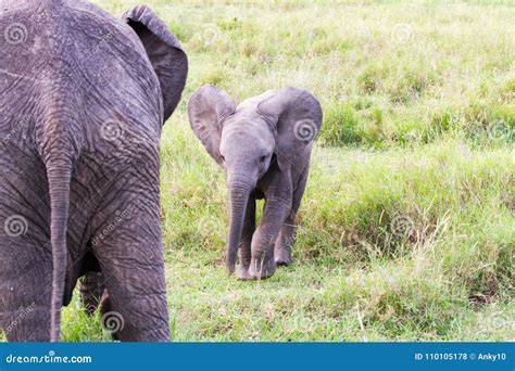 Baby African Elephant Loxodonta Africana Next To Adult One Stock Photo