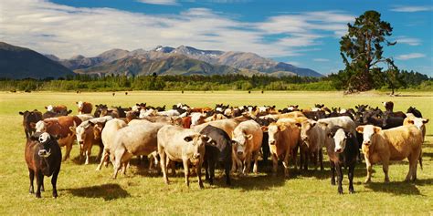So You Want To Buy A Cattle Ranch Landthink