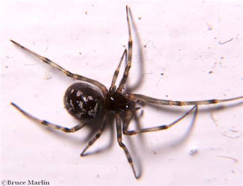 Cobweb Spider S Triangulosa North American Insects And Spiders
