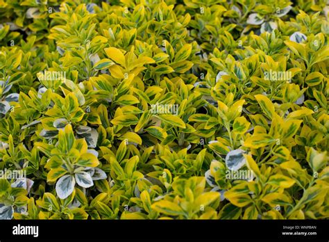 Closeup Of Colorful Boxwood Buxus Microphylla On A Bush White Green