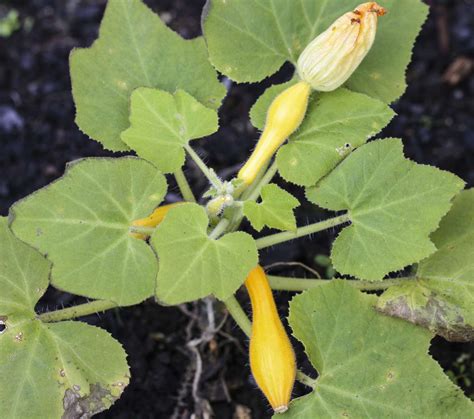 How To Grow Healthy Summer Squash Plants Southern Living