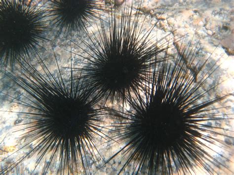 Black Spiny Sea Urchin Sea Urchin Eco Life Urchin