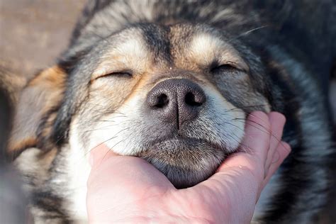 Give It A Chin Rest Fear Free Happy Homes