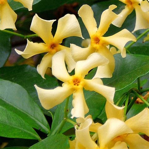 Buy Yellow Star Jasmine Trachelospermum Jasminoides Star Of Toscana