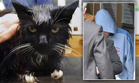 Cat Survives Being Cooked In Microwave By Thug Stephen Stacey Daily Mail Online