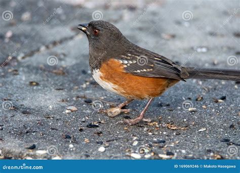A Picture Of A Female Spotted Towhee Perching On The Ground Stock