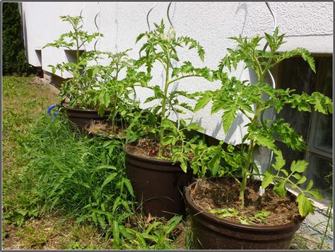 Pflanzt man tomaten fünf bis zehn zentimeter tiefer, als sie im topf gestanden haben, bilden sie um den stängelansatz zusätzlich wurzeln, sind standfester und können mehr wasser und nährstoffe aufnehmen.ein weiter pflanzabstand von mindestens 60 zentimetern sorgt dafür. Tomaten Im Garten Tipps - garten : House und Dekor Galerie ...