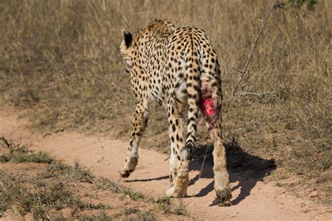 Cheetah Update Londolozi Blog