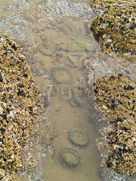 A Bed Of Sea Anemones At Cannon Beach On The Oregon Coast Usa Stock