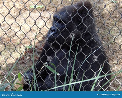Gorilla Behind Cage Stock Photo Image Of Mammal Animal 230668546