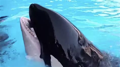 Seaworld Orlandos Orca Kayla Becomes Third Whale To Die At Park In Two