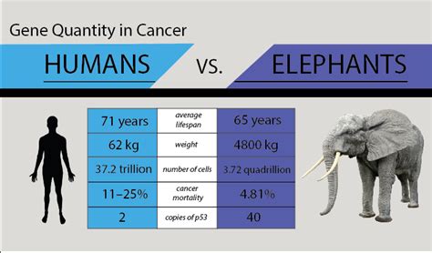why elephants almost never get cancer and why that might save human lives genetic literacy project