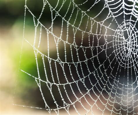 Learn All About The Beauty Of Spider Web Designs James River Pest
