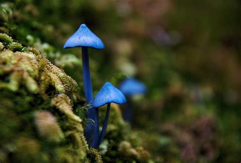 Found These Blue Mushrooms On A Trail On New Zealand Rmycology