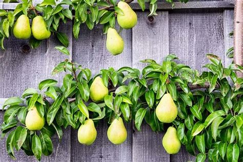 How To Grow Pear Yates Australia