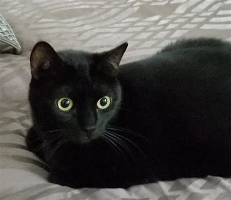 Stunning F Black Bombay Mix Cat For Adoption In Los Angeles Ca Adopt Jinx