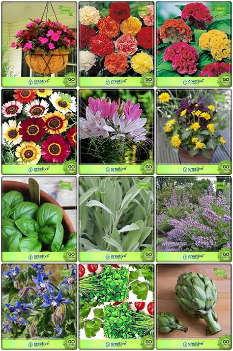 Buy Creative Farmer Garden Combo And Flower Balsam Dianthus Chaubaud