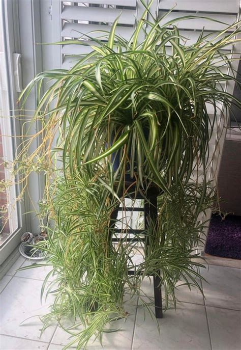 How To Get More Spider Plant Babies Balcony Garden Web