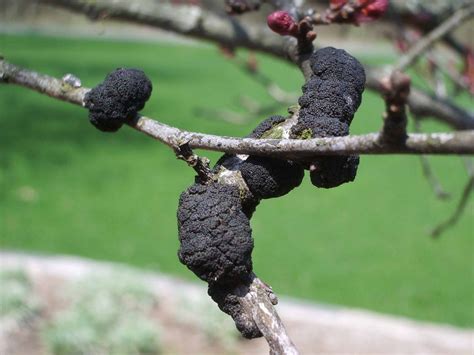 Fruit diseases and pests are extremely common, making the use of chemical controls an important part of the production process. The Problem Of Black Knot Fungus And Fruit Trees | Fruit ...
