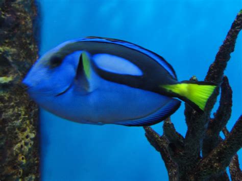 Would you like to know how to say: Dory « ((little fat notebook))