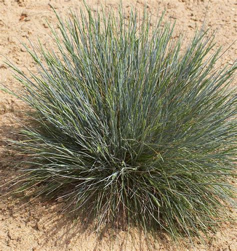 Sheep Fescue Grass Seeds For Organic Growing West Coast Seeds