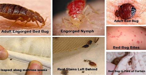 How To Spot A Bed Bug Foundationpattern