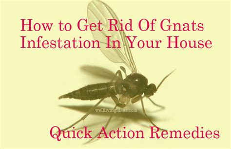 25 Quick Action Home Remedies To Get Rid Of Gnats Infestation In Your House