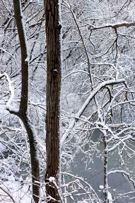Snowy Forest Scenery Illinois Stock Image Image Of Natural Ecology