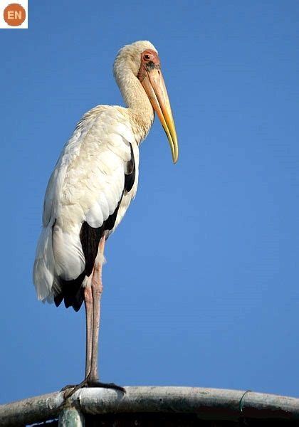 ☎️ Wonderbirdspecies 🎲🎲🎲 Milky Stork