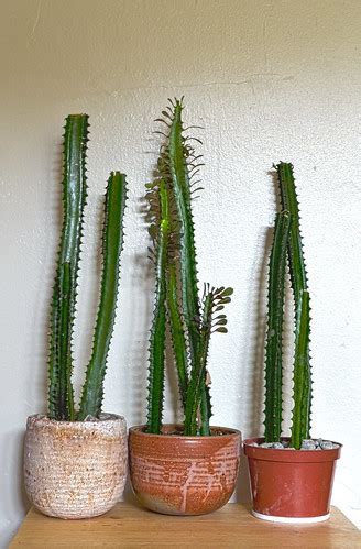 There are four main ways to propagate cacti and succulents which i have had experience with and will explain about them here. BYOV: bring your own vegetables: How To: Propagate an ...