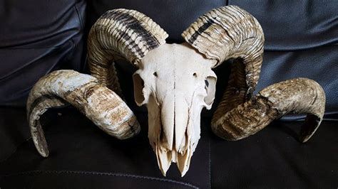 Real Ram Skull Real Sheep Skull Real Animal Skull Real Animal Horns