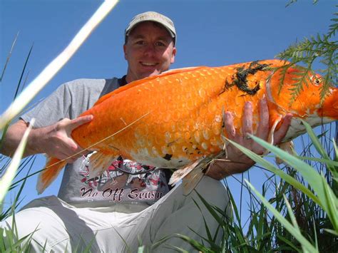 Giant Goldfish Are Breeding In Lake Tahoe Rpics
