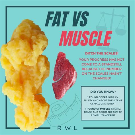 Muscle Versus Fat Poster Pound Muscle Versus Pound Fat Exercise Poster