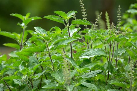 Holy Basil Tulsi Sheng Lou Le White Rabbit Institute Of Healing