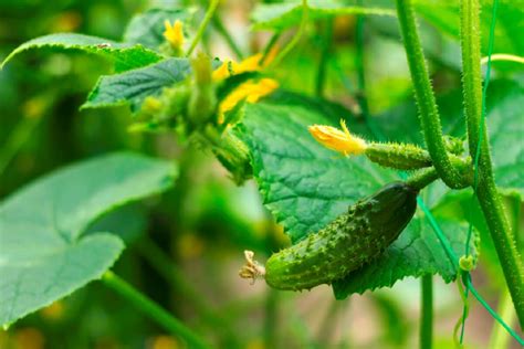 How To Plant Cucumbers Gardenhow