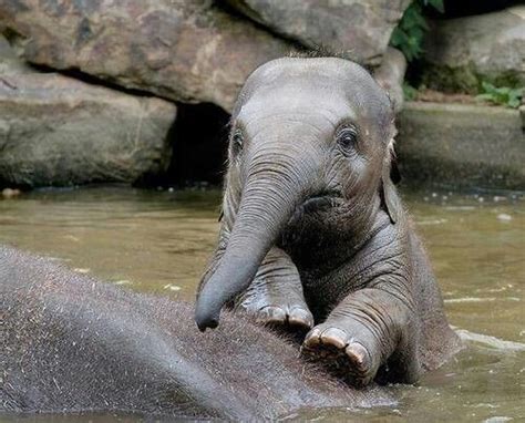 Bathing colors fun farm animals pig, sheep, cow, elephant, cat, duck wild animals colors for kids link video Baby elephant's bath time | Nature's beauties | Pinterest