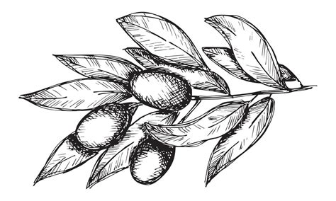 Vector Sketch Of Olive Branch Hand Drawn Outline Clipart Eco Food