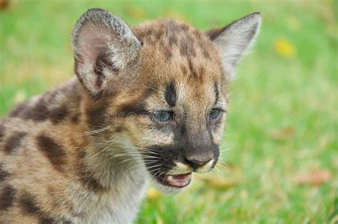 Baby Puma Stock Image Image Of Small Looking Pretty 32644707