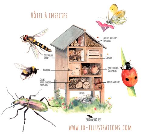 Hôtel à Insectes Illustrations Coccinelles Syrphes Bourdons
